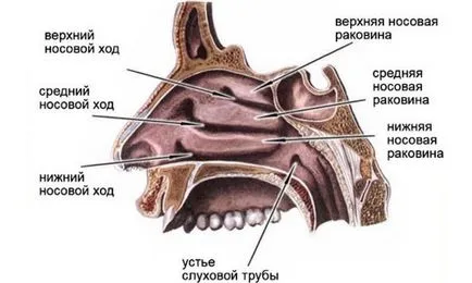 Hogyan mosson orrát sós Hogyan mosson orrát sós