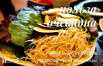 Mi köze a búza
