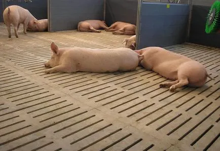 Всичко за дома съдържание свине за разплод, грижи и отглеждане на прасетата