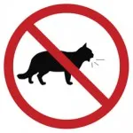 Естеството на британските котки
