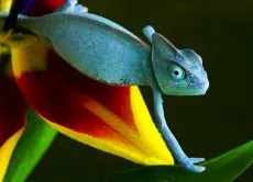 Chameleon у дома