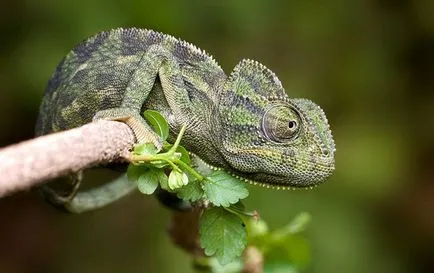 поддържане и грижа Chameleon