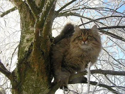 Естеството на сибирска котка (котка характер) на Естеството на сибирска котка