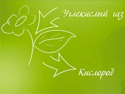 Защо растения