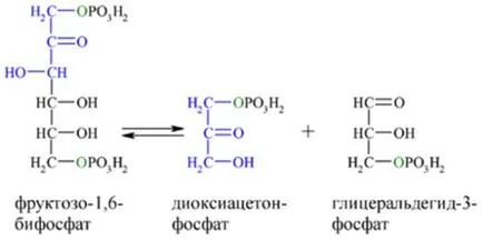 Защо аеробна гликолиза и анаеробно разграждане на глюкозата