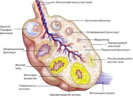 Яйчниците при жените населено място, в размер, функция
