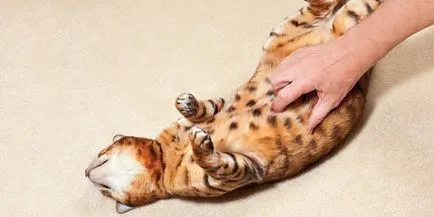 Запек при котки какво да правя, отколкото да се лекува и как да се получи течен парафин