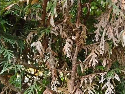 Thuja изсъхва как да се спаси