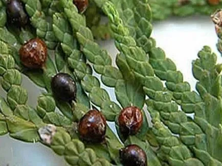 Thuja изсъхва как да се спаси