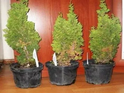 Thuja изсъхва как да се спаси