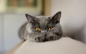 Здраве британски котки болести, котки и котенца са ваксинирани, британците (което ваксинации правят котенца) Здраве британски котки ваксини срещу към котки и котенца, британски