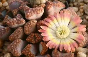 Живи камъни или Lithops - грижи и поливане (на живо) Живи камъни или Lithops - грижи и поливане