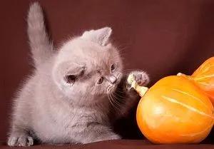 Здраве британски котки болест, котки и котенца са ваксинирани, Британските (снимки) Здраве британски котки ваксини срещу към котки и котенца, британски
