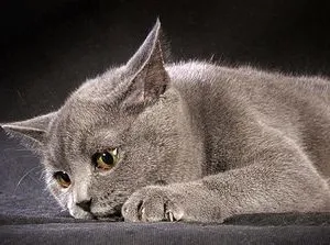 Здраве британски котки ваксини срещу към котки и котенца, британски (когато ваксинации коте британски) Здраве британски котки ваксини срещу към котки и котенца, британски
