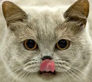 Здраве британски котки ваксини срещу към котки и котенца, британски (British котка виси от корема) Здраве британски котки ваксини срещу към котки и котенца, британски