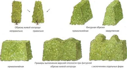 Хедж - от които е по-добре да се направи преглед на различните варианти, схеми, инструкции (опции) Хедж - от които е по-добре да се направи преглед на различните варианти, схеми, инструкции