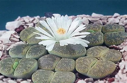 Живи камъни или Lithops - грижи и поливане (Lithops) Живи камъни или Lithops - грижи и поливане