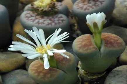 Живи камъни или Lithops - грижи и поливане (камъни) Живи камъни или Lithops - грижи и поливане
