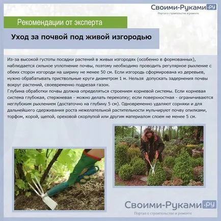 Хеджес в страната със собствените си ръце какви растения - за преглед, инструкции стъпка по стъпка!