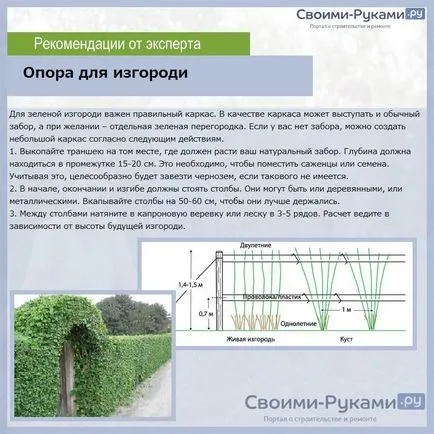 Хеджес в страната със собствените си ръце какви растения - за преглед, инструкции стъпка по стъпка!