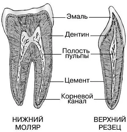 Зъби - то