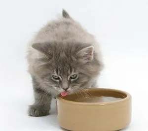 Д. Майн Кун Котки