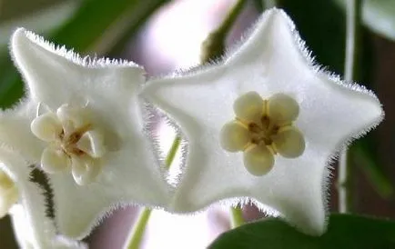 Hoya ги разцвет