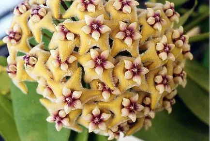 Hoya ги разцвет