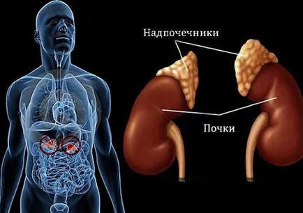 Как да проверите надбъбречната жлеза Как да проверите надбъбречната жлеза