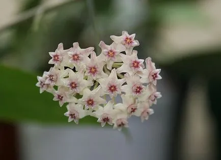 Hoya ги разцвет