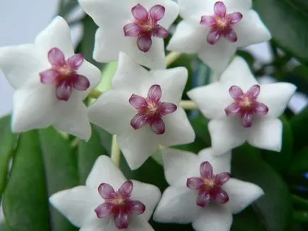 Hoya ги разцвет