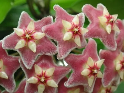 Hoya ги разцвет