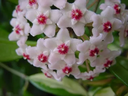 Hoya ги разцвет