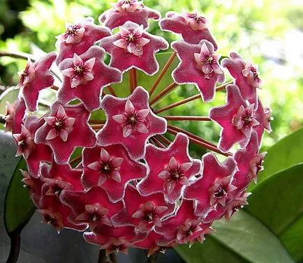 Hoya ги разцвет