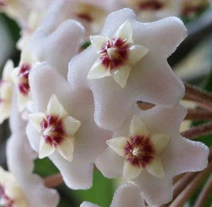 Hoya ги разцвет