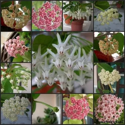 Hoya ги разцвет