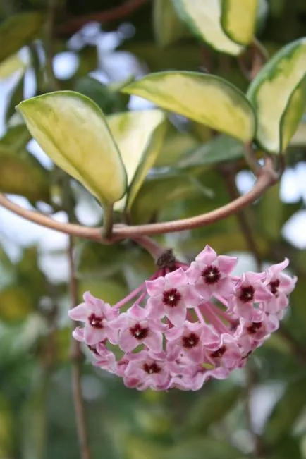 Hoya ги разцвет