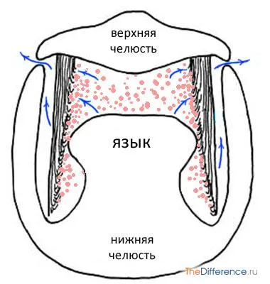 Това ядат китове