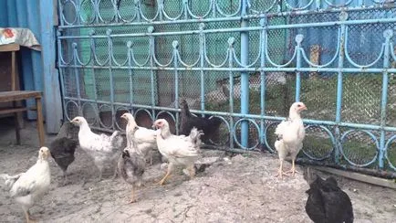 Какво да се хранят пилетата първите дни от живота