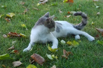Статии за котки
