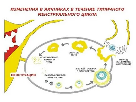 Какво е ендометриума фаза секреция