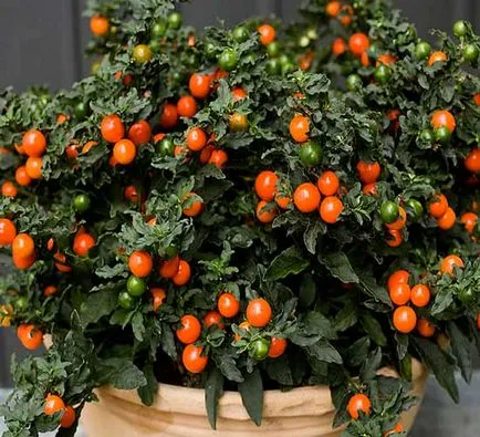 Solanum грижи у дома