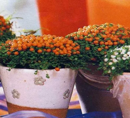 Solanum грижи у дома