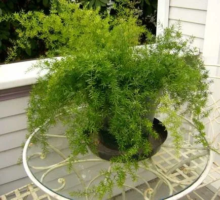 Solanum грижи у дома