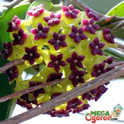 Hoya ги разцвет
