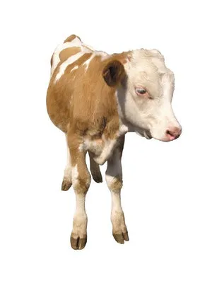 borjú hizlalás borjú hizlalás