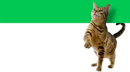 Értékelés macskaeledel Értékelés macskaeledel