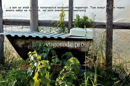 Hogyan szaporodnak a hazai férgek