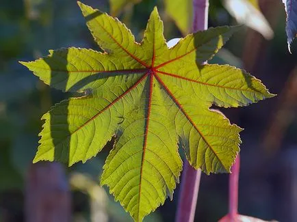 Hogyan növekszik a ricinus Hogyan növekszik a ricinus