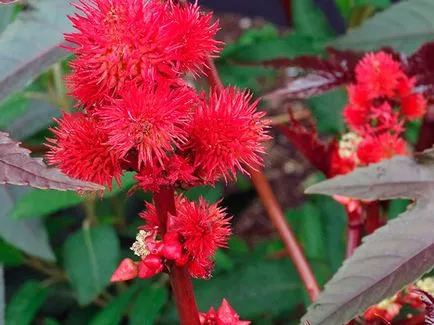 Hogyan növekszik a ricinus Hogyan növekszik a ricinus